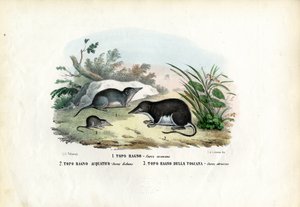 じゃじゃ馬、1863-79 作： Raimundo Petraroja